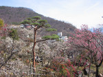 不老園の梅