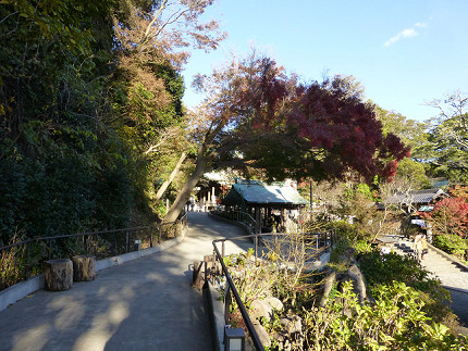 鎌倉宮の紅葉.jpg